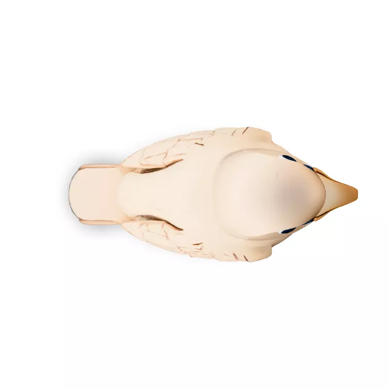 Low Poly Cartoon Bird Low-poly 3D model_7