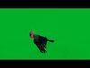 Black Palm Goliath Cockatoos Bird Low-poly 3D model_1