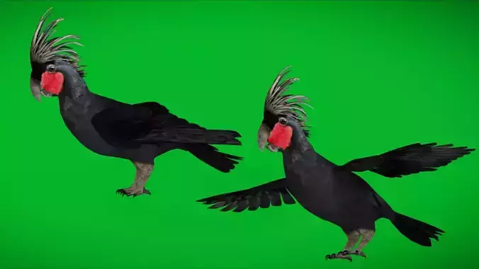 Black Palm Goliath Cockatoos Bird Low-poly 3D model