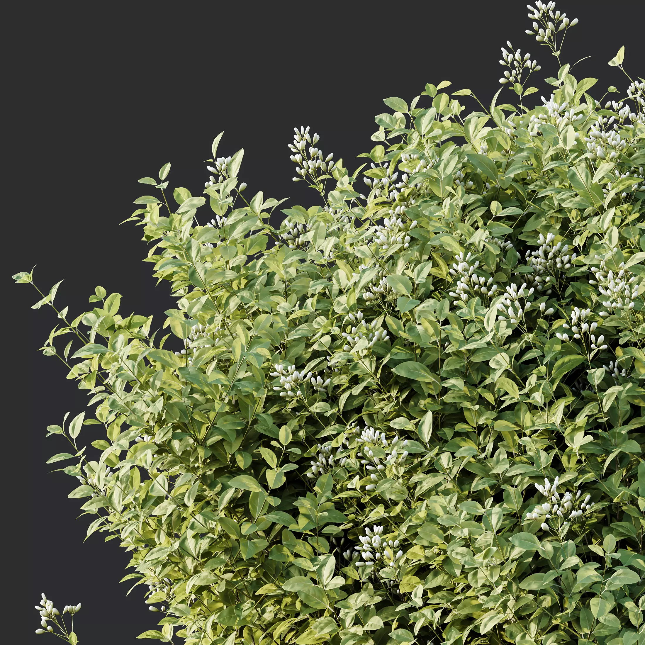 AV Ligustrum Ovalifolium Argenteum Aureum bushes 3D model_1