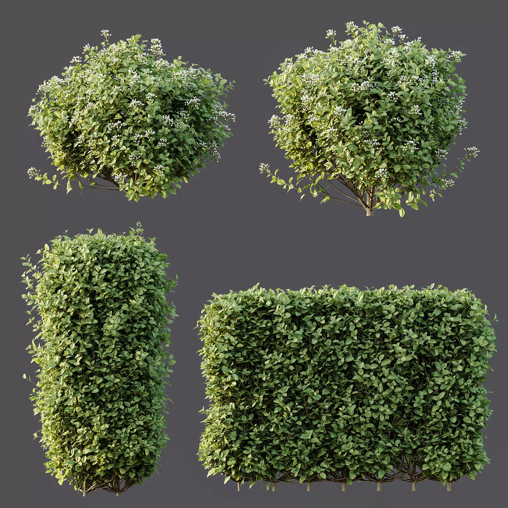 AV Ligustrum Ovalifolium Argenteum Aureum bushes 3D model_7