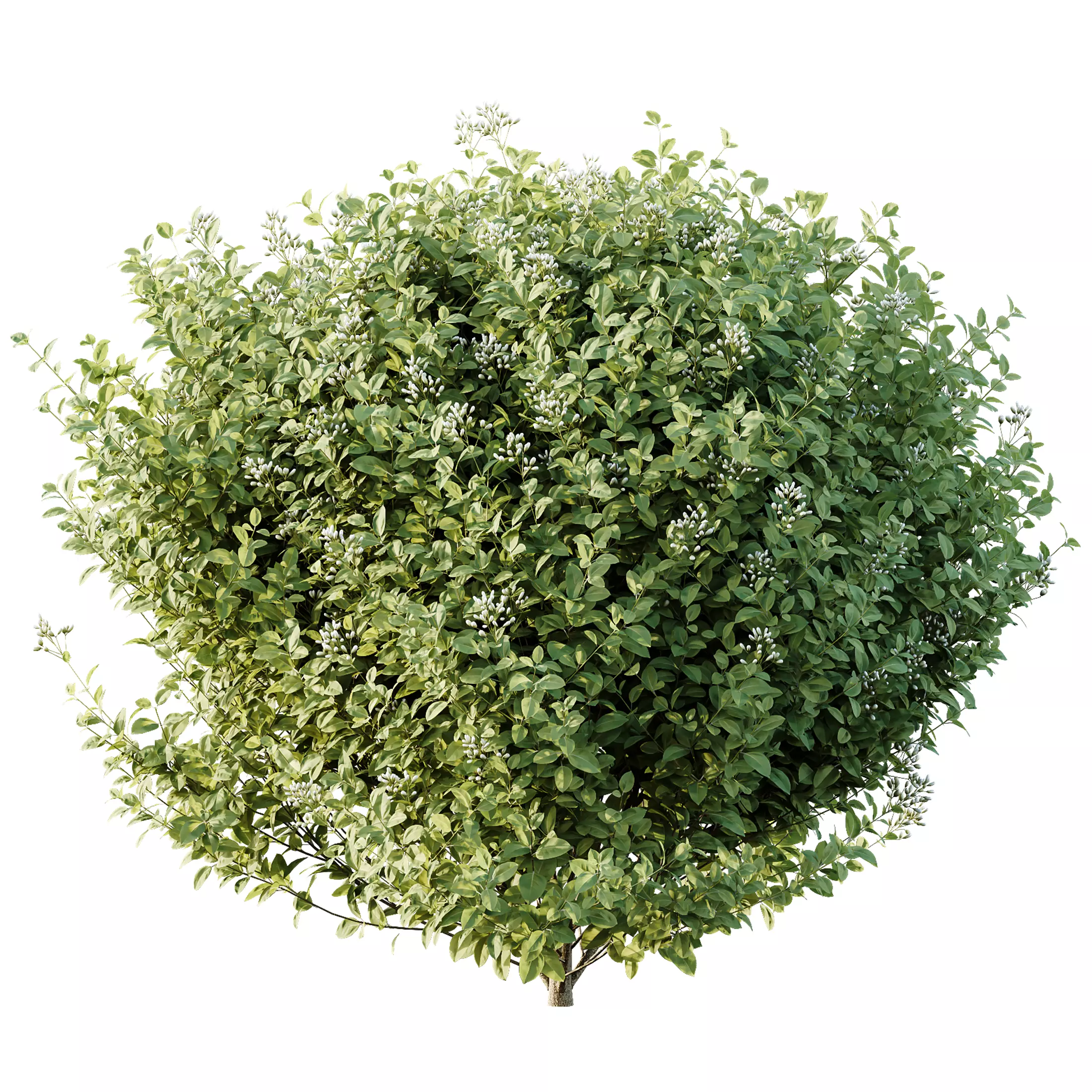 AV Ligustrum Ovalifolium Argenteum Aureum bushes 3D model_5