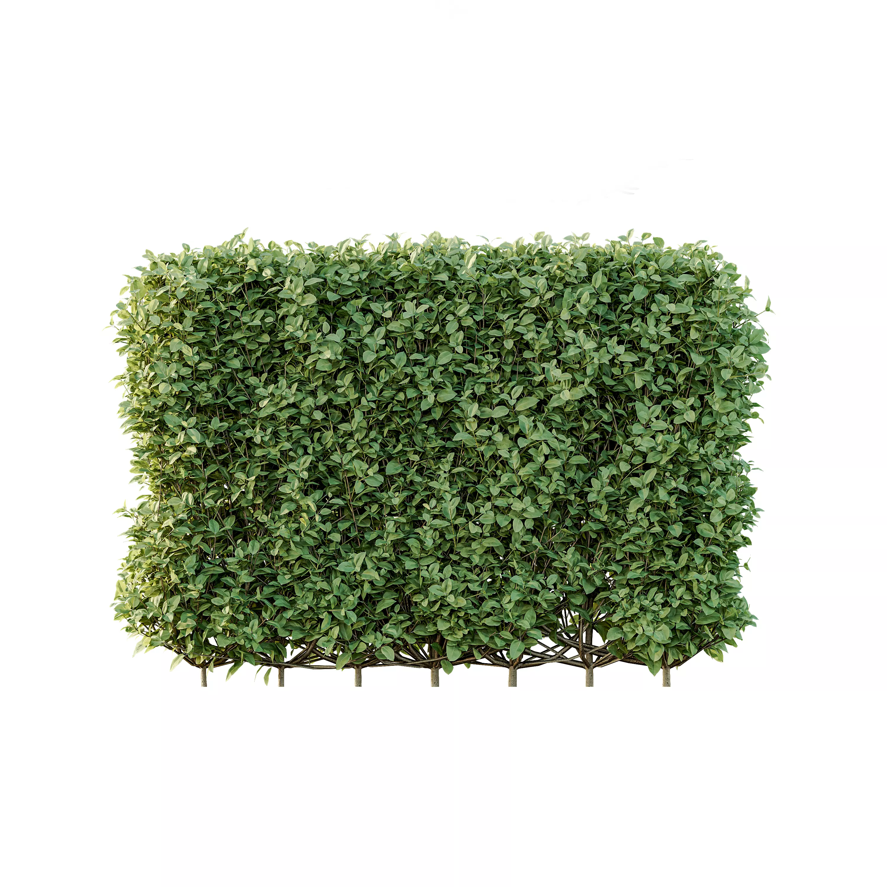 AV Ligustrum Ovalifolium Argenteum Aureum bushes 3D model_4