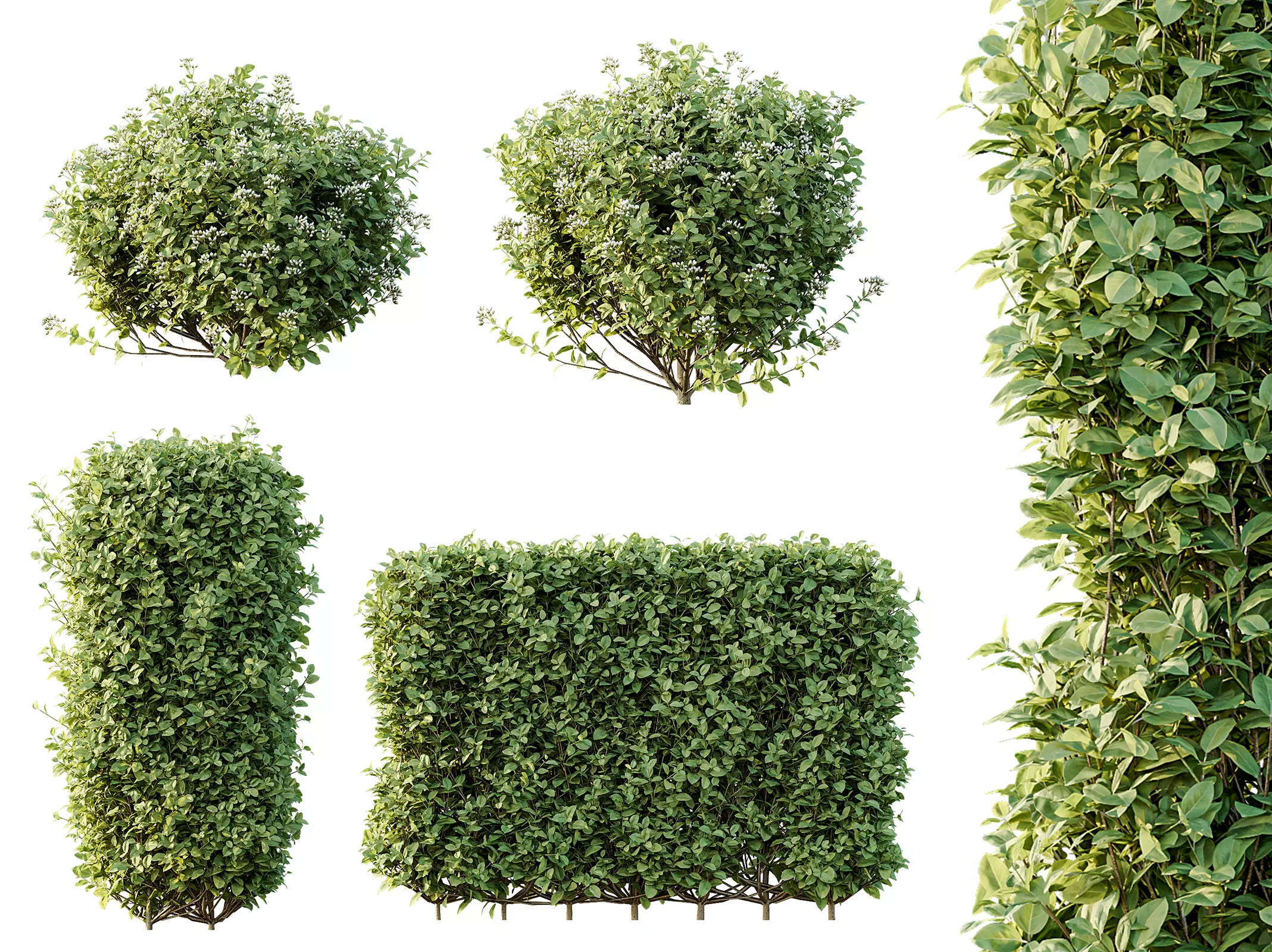 AV Ligustrum Ovalifolium Argenteum Aureum bushes 3D model_0