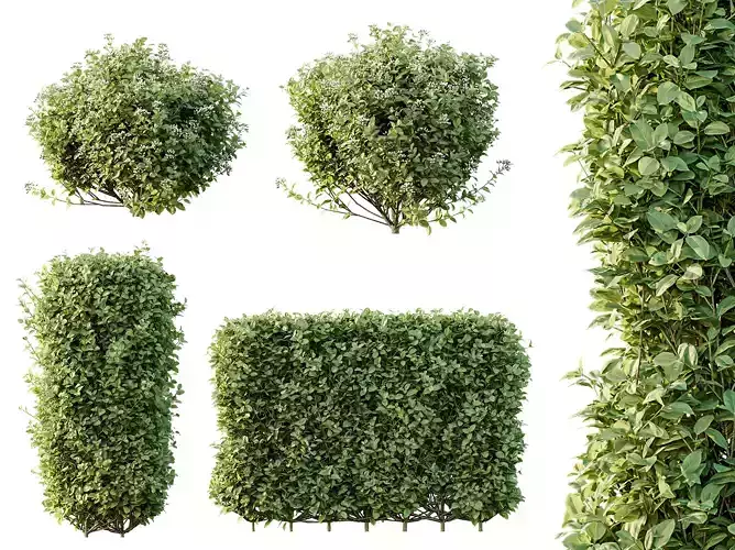 AV Ligustrum Ovalifolium Argenteum Aureum bushes 3D model AV Ligustrum Ovalifolium Argenteum Aureum bushes 3D model