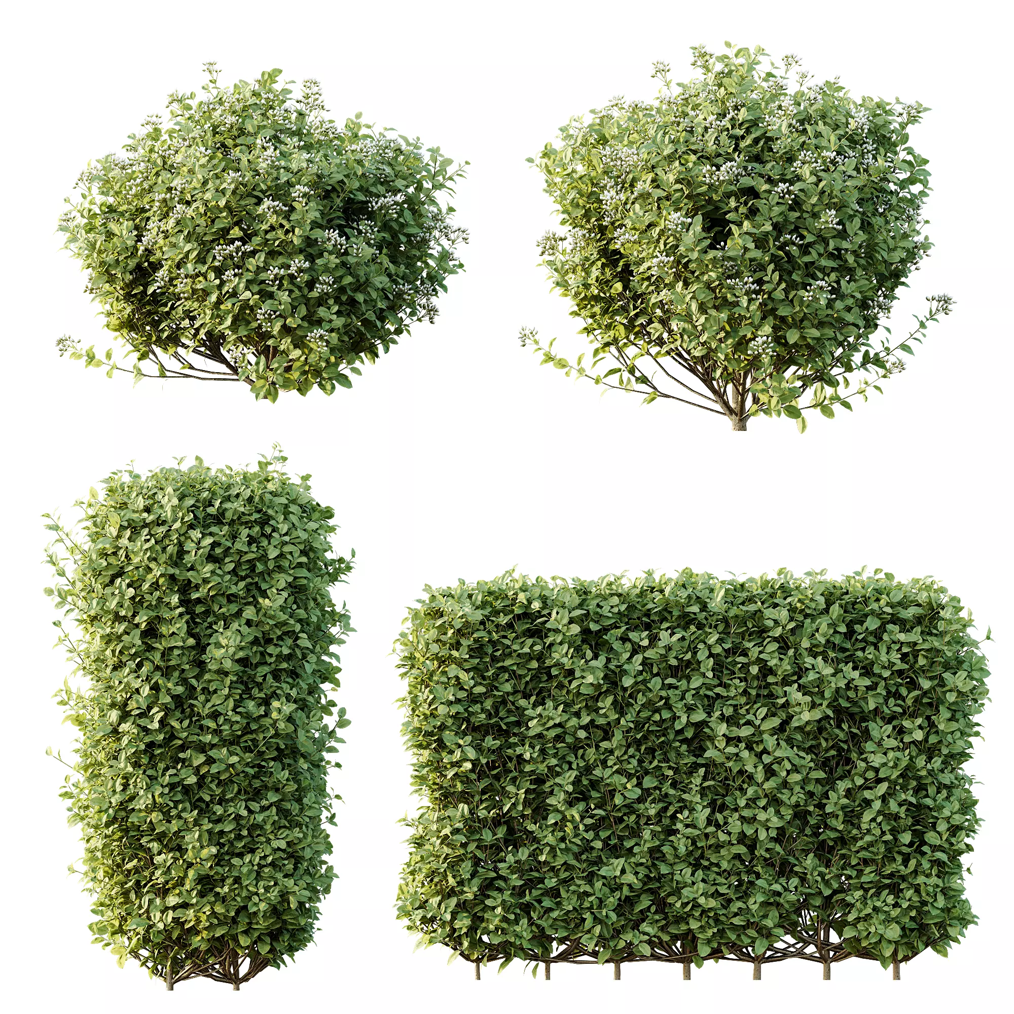 AV Ligustrum Ovalifolium Argenteum Aureum bushes 3D model_8