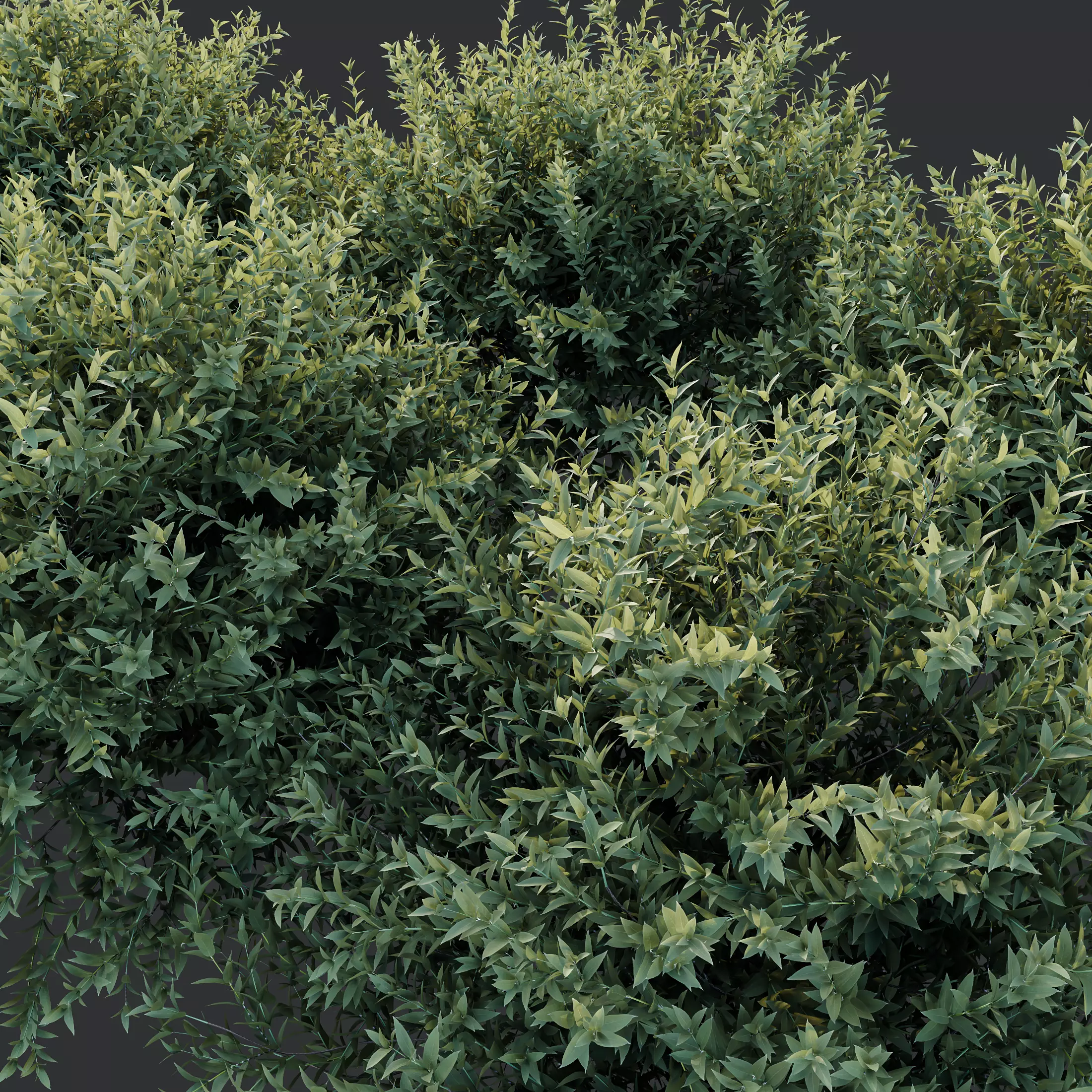 AV Gray Box Westringia Fruticosa Coastal Rosemary Flower 3D model_3