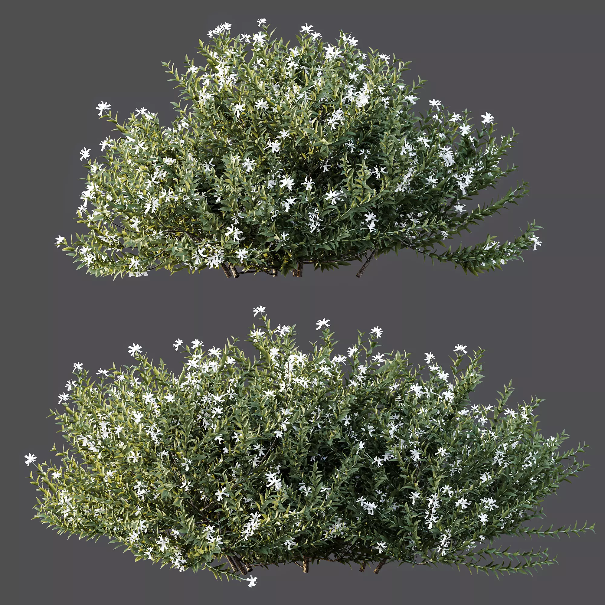 AV Gray Box Westringia Fruticosa Coastal Rosemary Flower 3D model_4