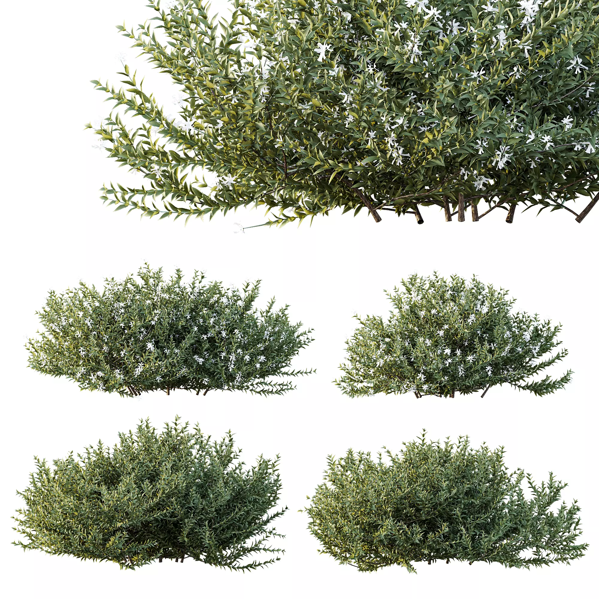 AV Gray Box Westringia Fruticosa Coastal Rosemary Flower 3D model_8