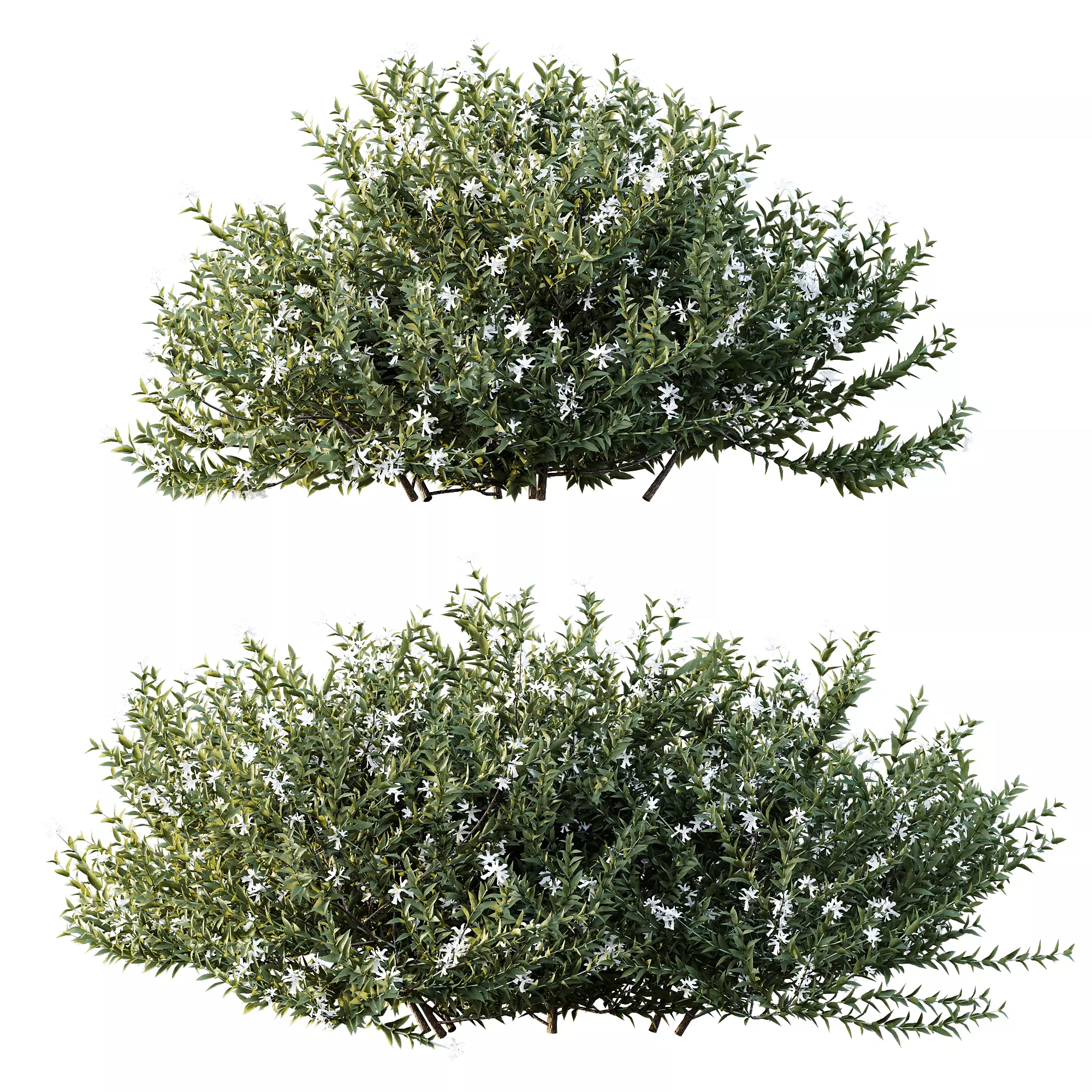 AV Gray Box Westringia Fruticosa Coastal Rosemary Flower 3D model_5