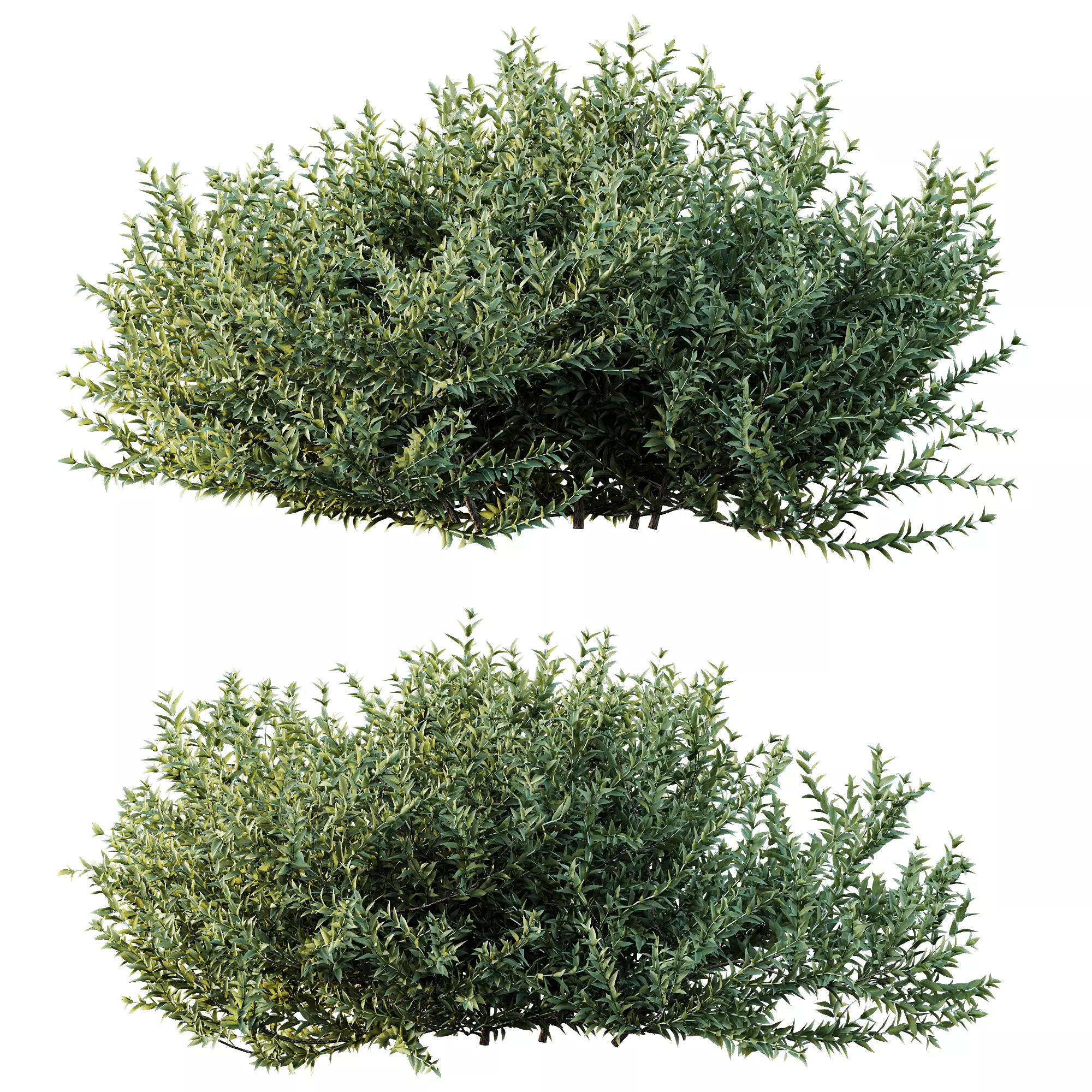 AV Gray Box Westringia Fruticosa Coastal Rosemary Flower 3D model_7