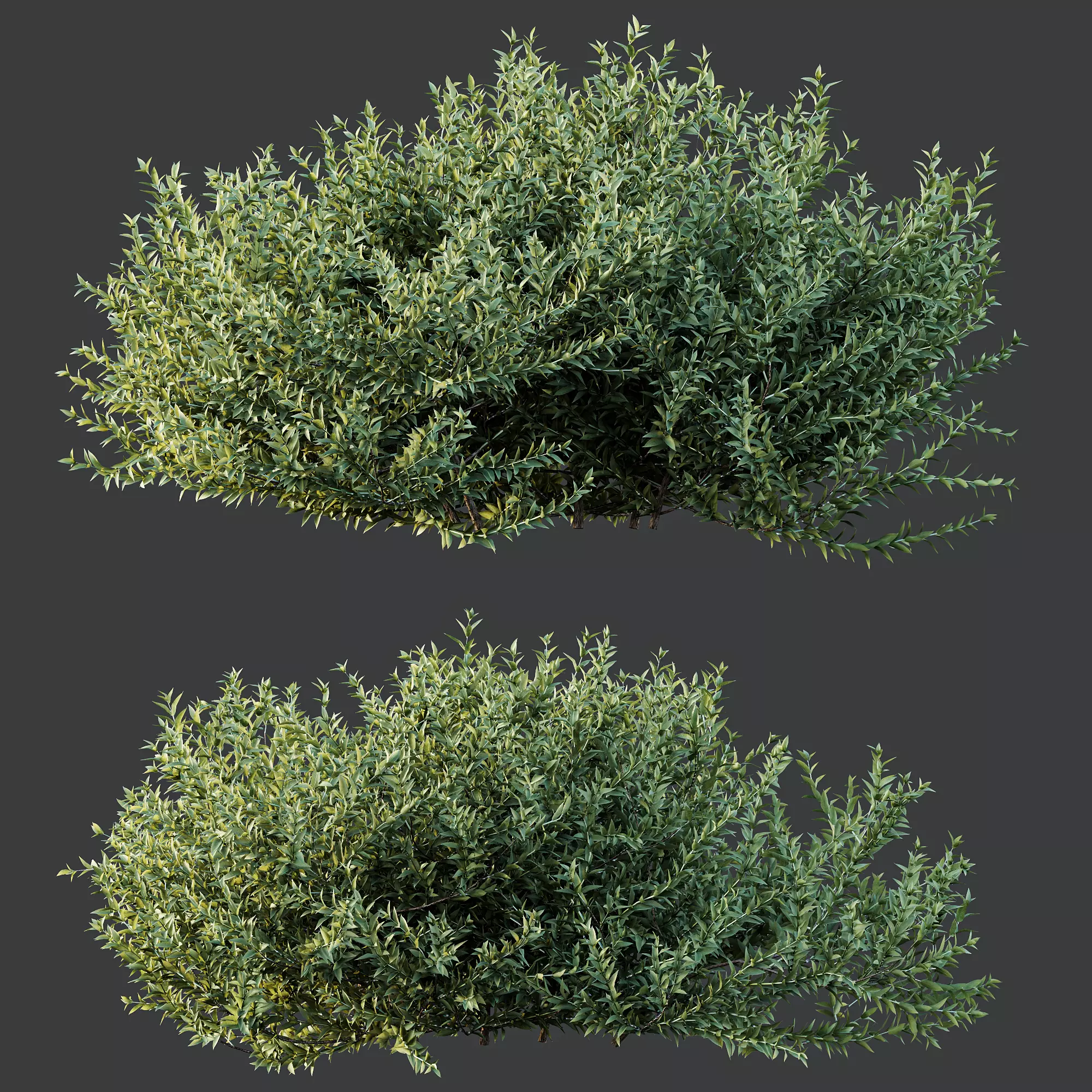 AV Gray Box Westringia Fruticosa Coastal Rosemary Flower 3D model_2