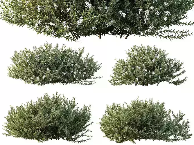 AV Gray Box Westringia Fruticosa Coastal Rosemary Flower 3D model AV Gray Box Westringia Fruticosa Coastal Rosemary Flower 3D model