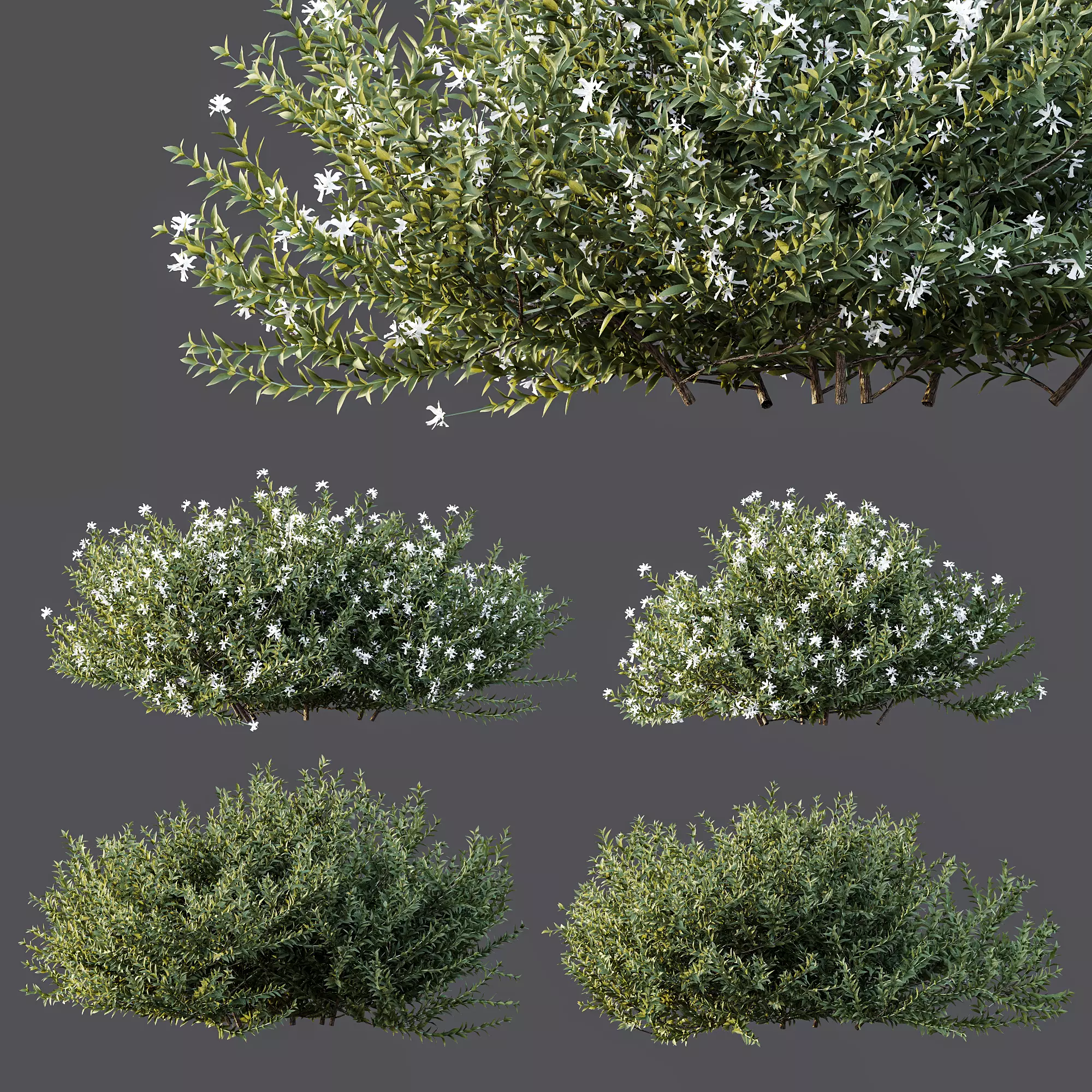 AV Gray Box Westringia Fruticosa Coastal Rosemary Flower 3D model_6