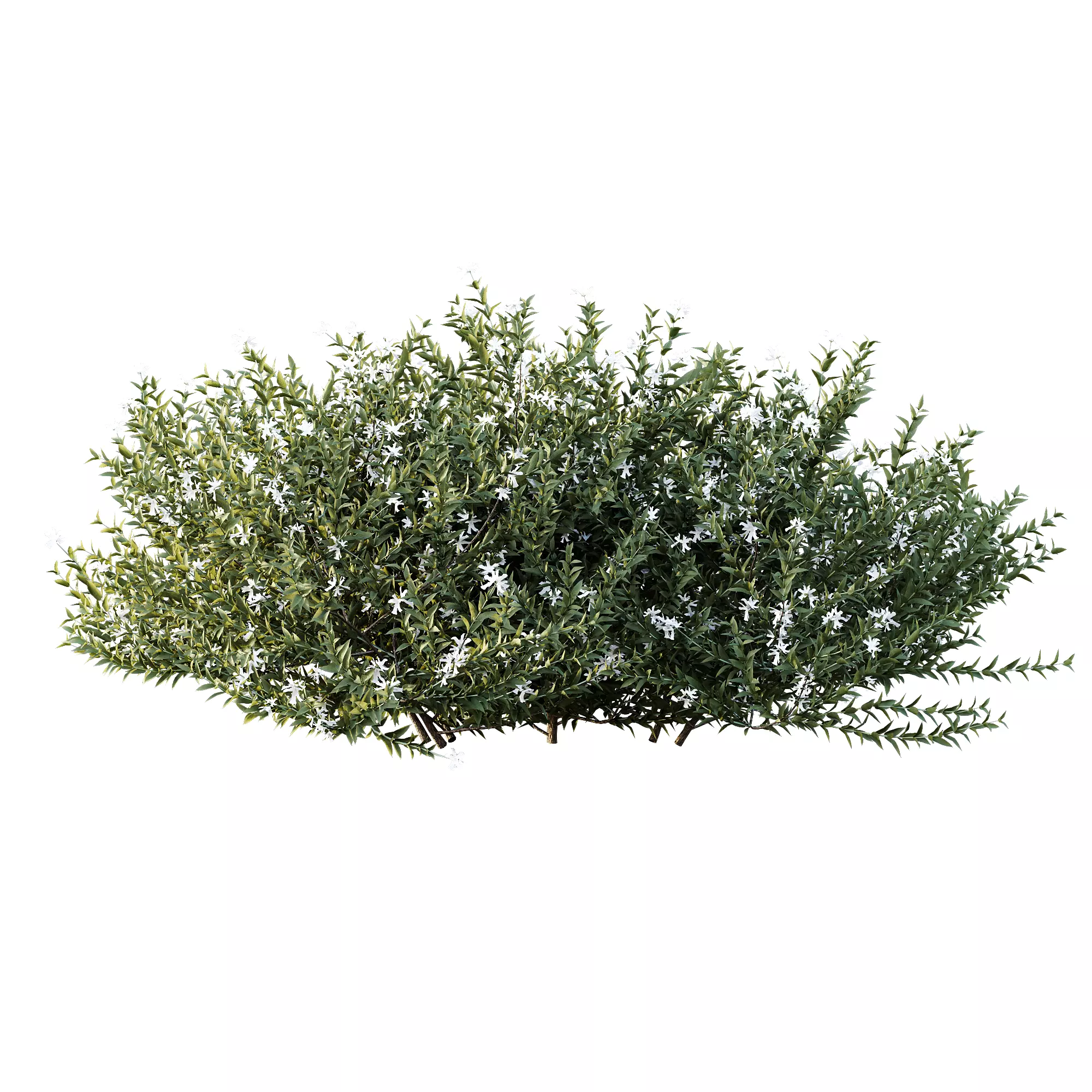 AV Gray Box Westringia Fruticosa Coastal Rosemary Flower 3D model_1