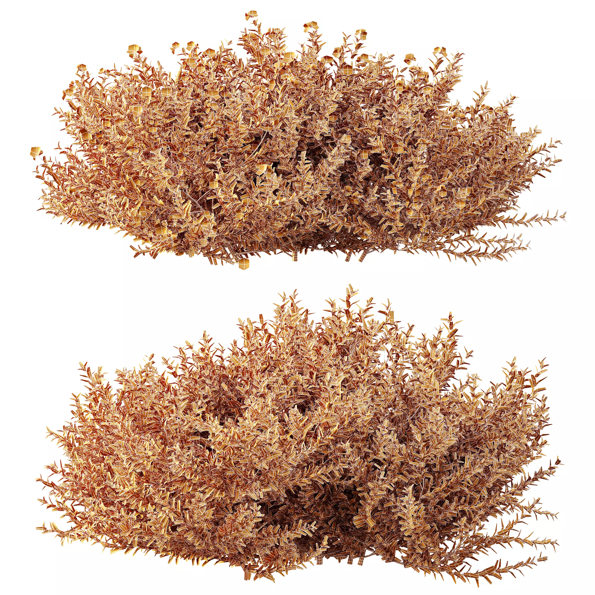 AV Gray Box Westringia Fruticosa Coastal Rosemary Flower 3D model_10