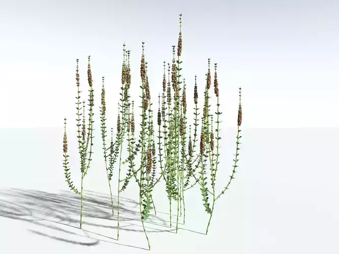 EVERYPlant Sphenophyllum Miravallis -18 Models- 3D model