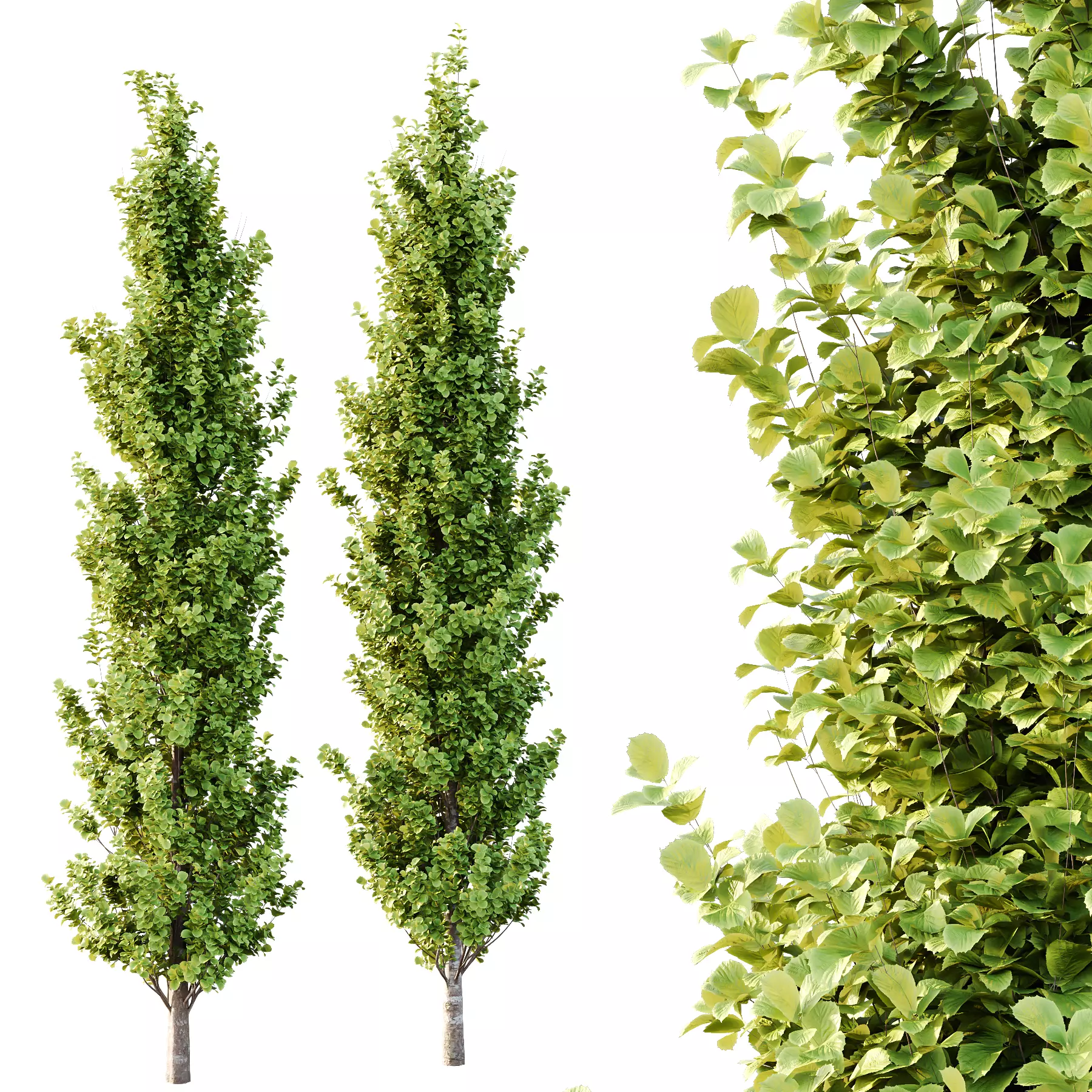 fagus sylvatica tree 09 3D model_1