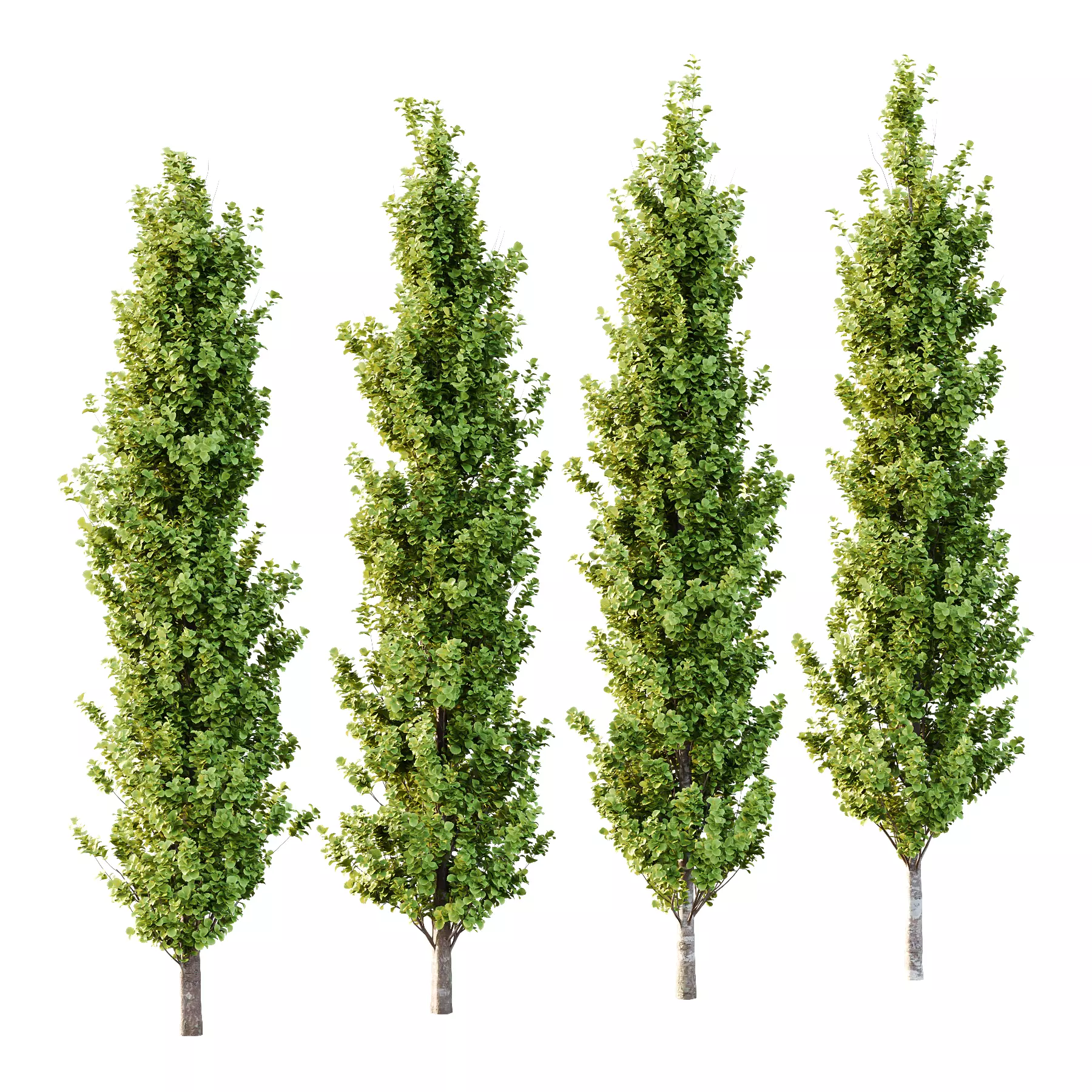 fagus sylvatica tree 09 3D model_0