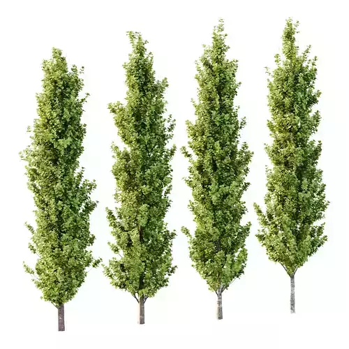 fagus sylvatica tree 09 3D model