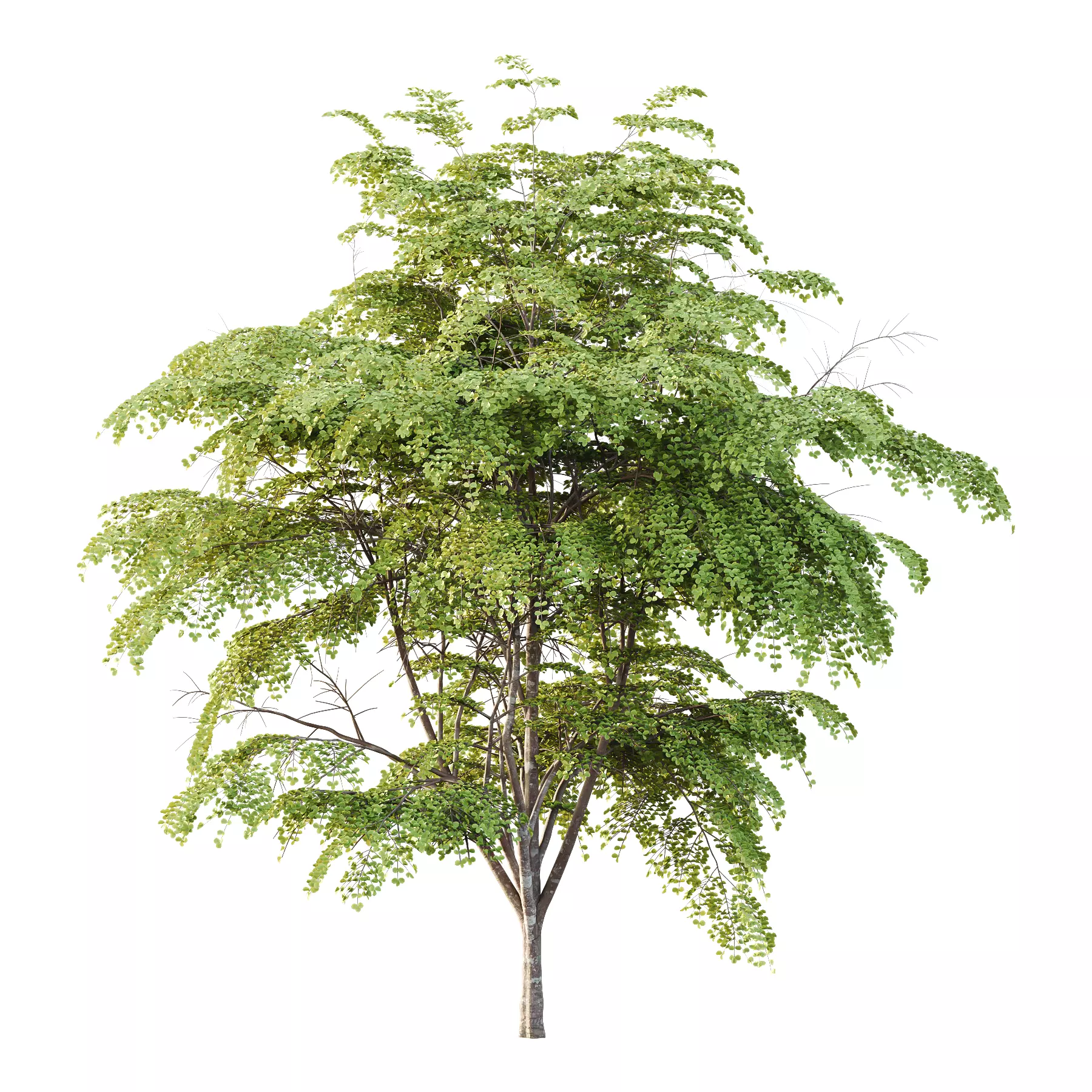 fagus sylvatica tree 10 3D model_0