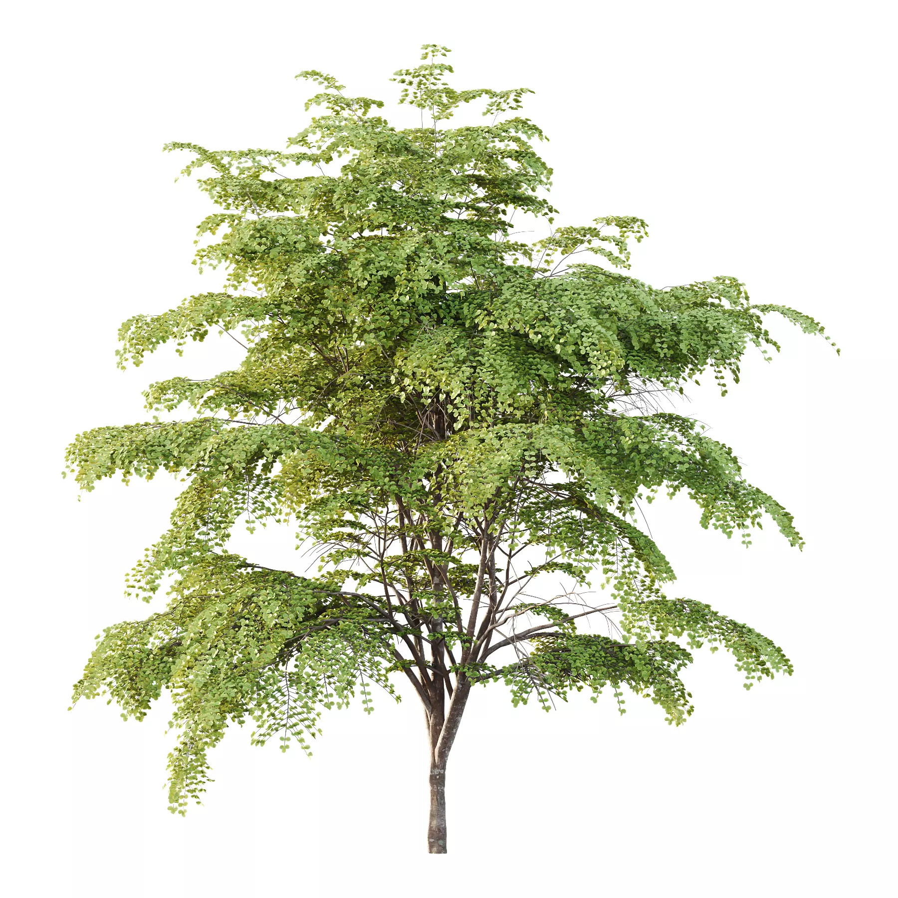fagus sylvatica tree 10 3D model_1