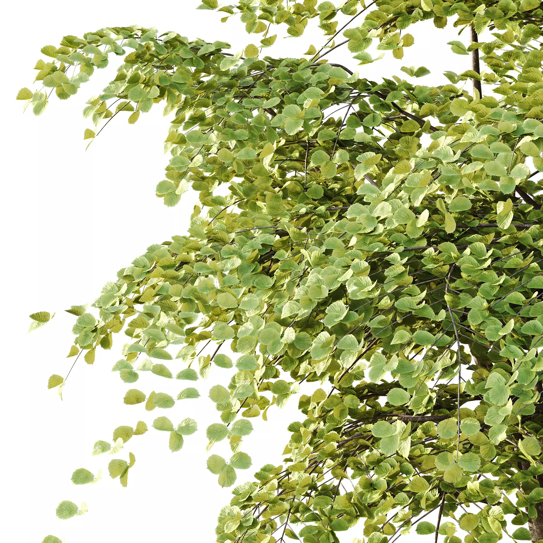 fagus sylvatica tree 11 3D model_2