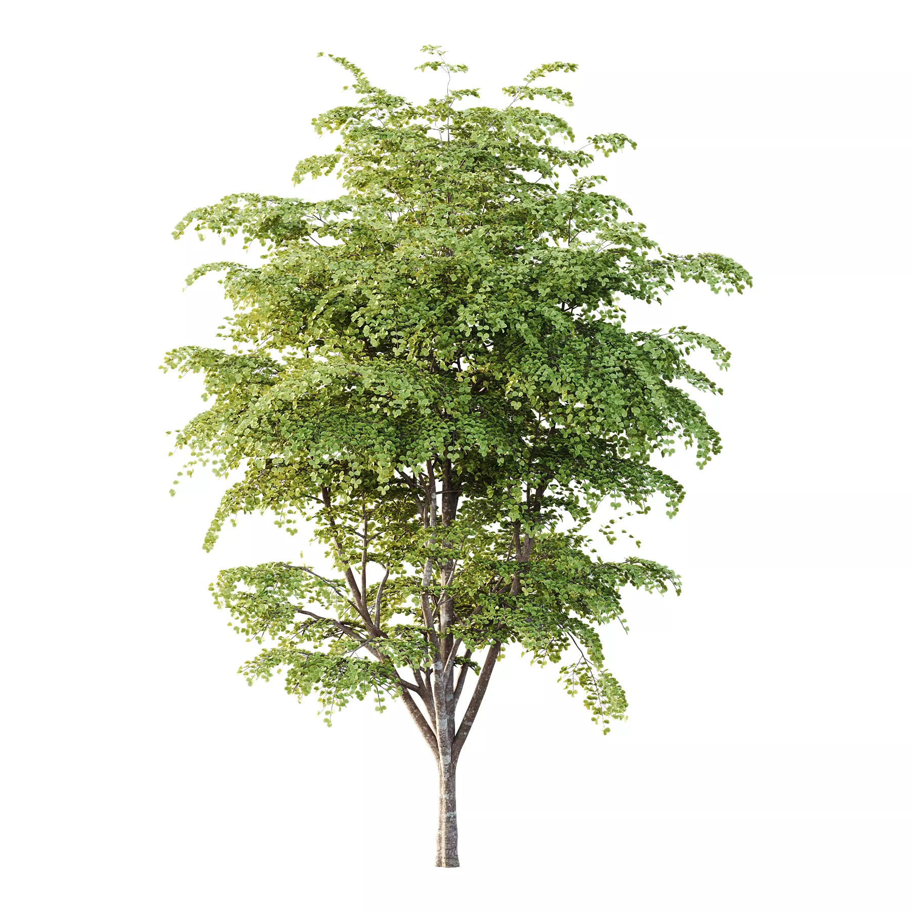 fagus sylvatica tree 11 3D model_0