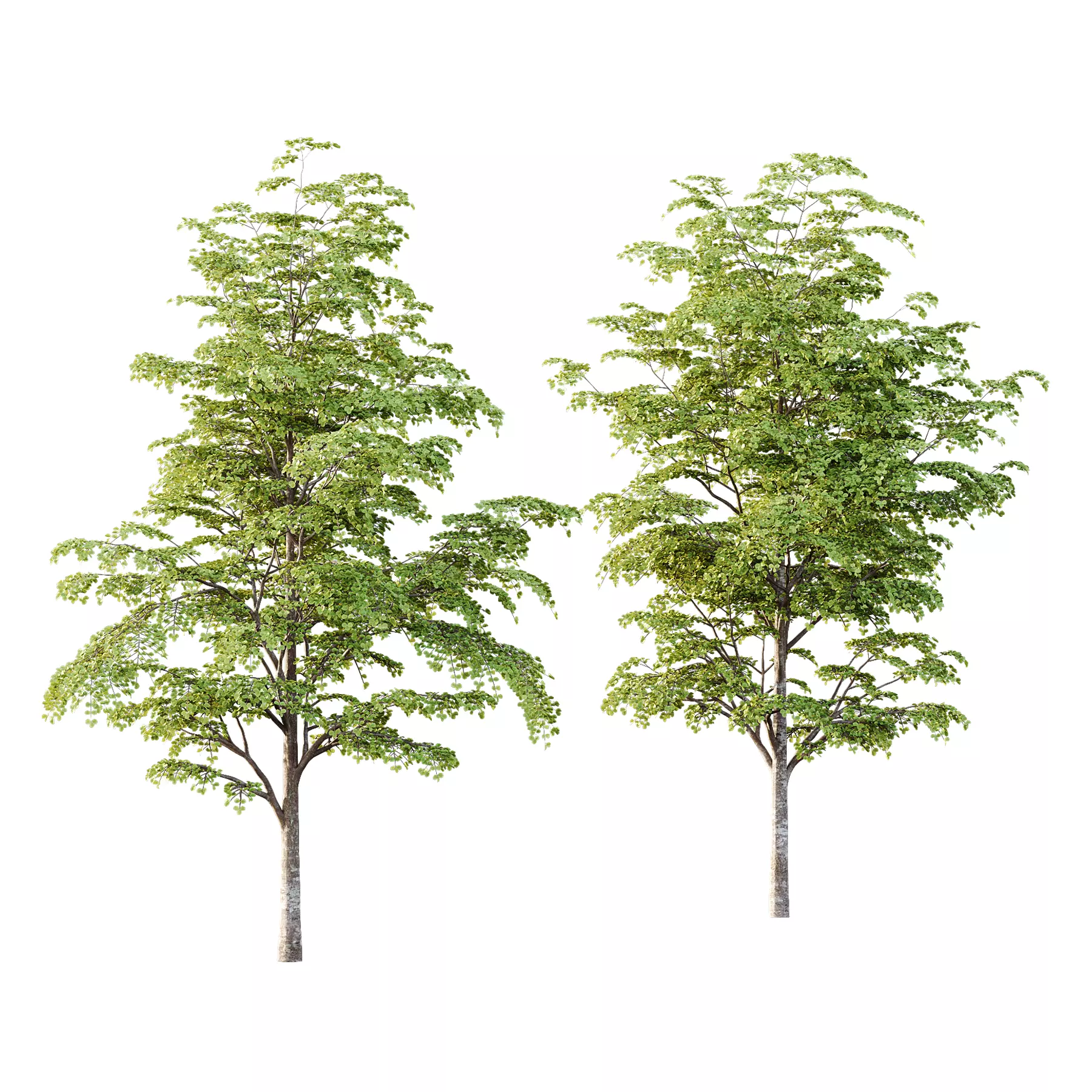 fagus sylvatica tree 12 3D model_0