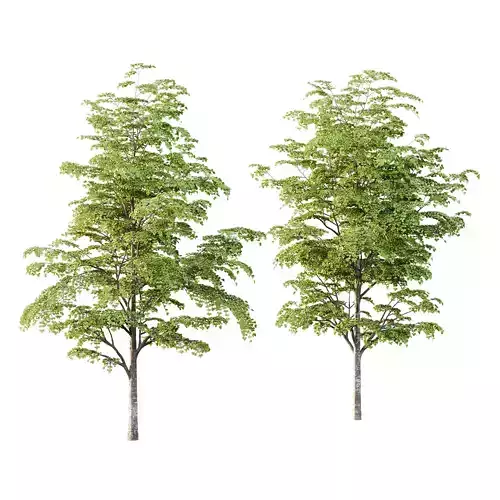 fagus sylvatica tree 12 3D model fagus sylvatica tree 12 3D model