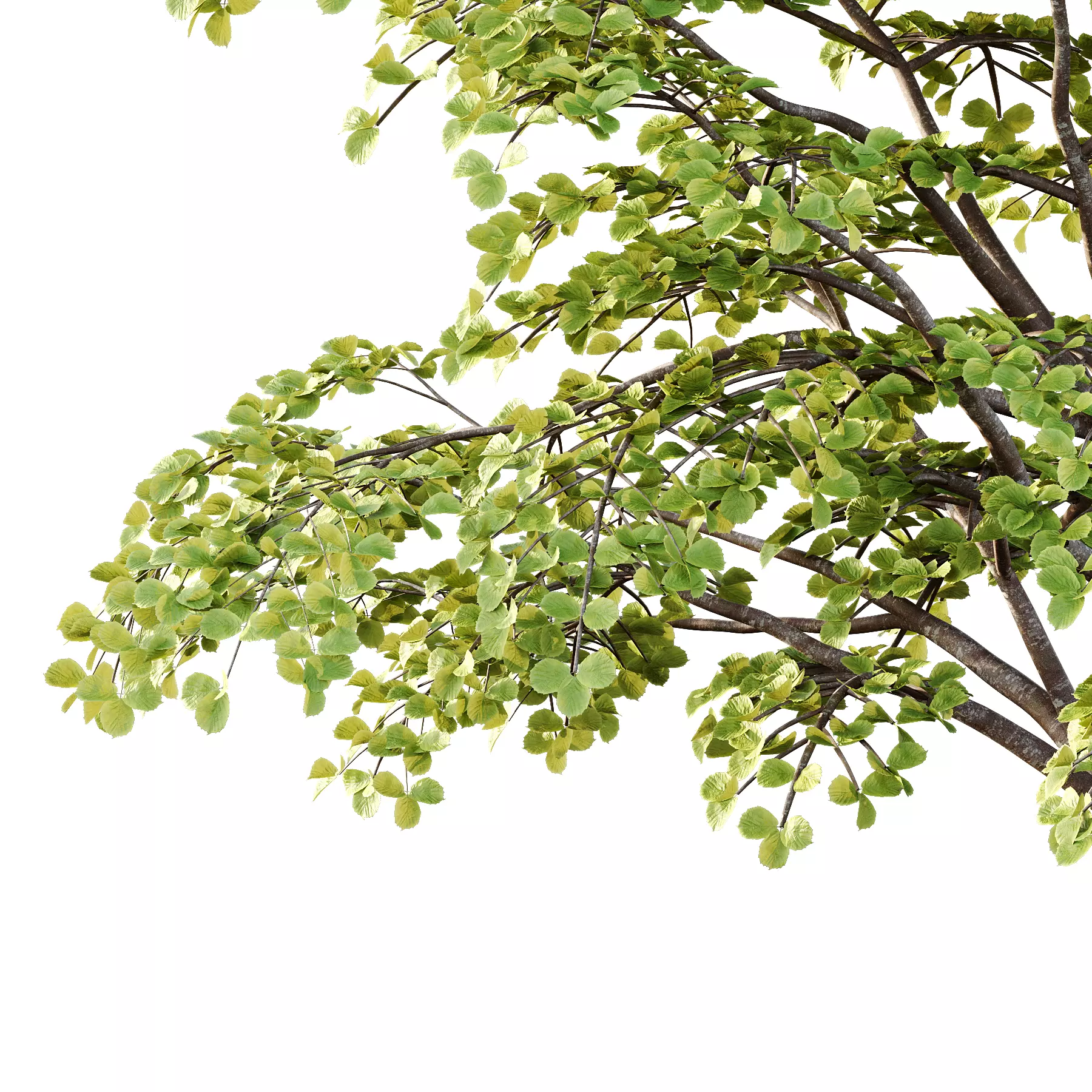 fagus sylvatica tree 12 3D model_3