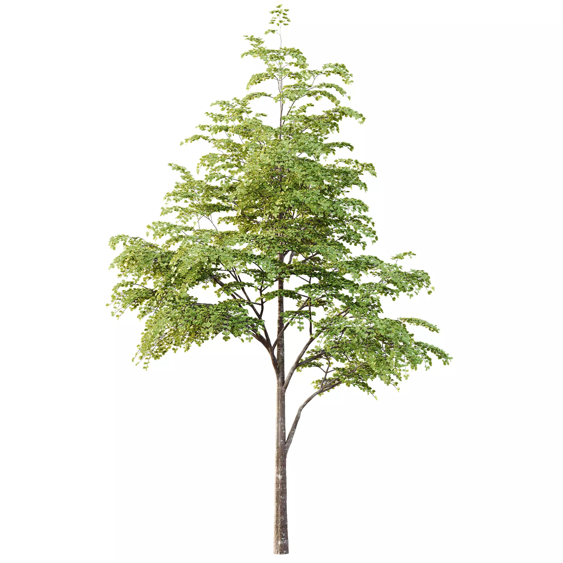 fagus sylvatica tree 13 3D model_3