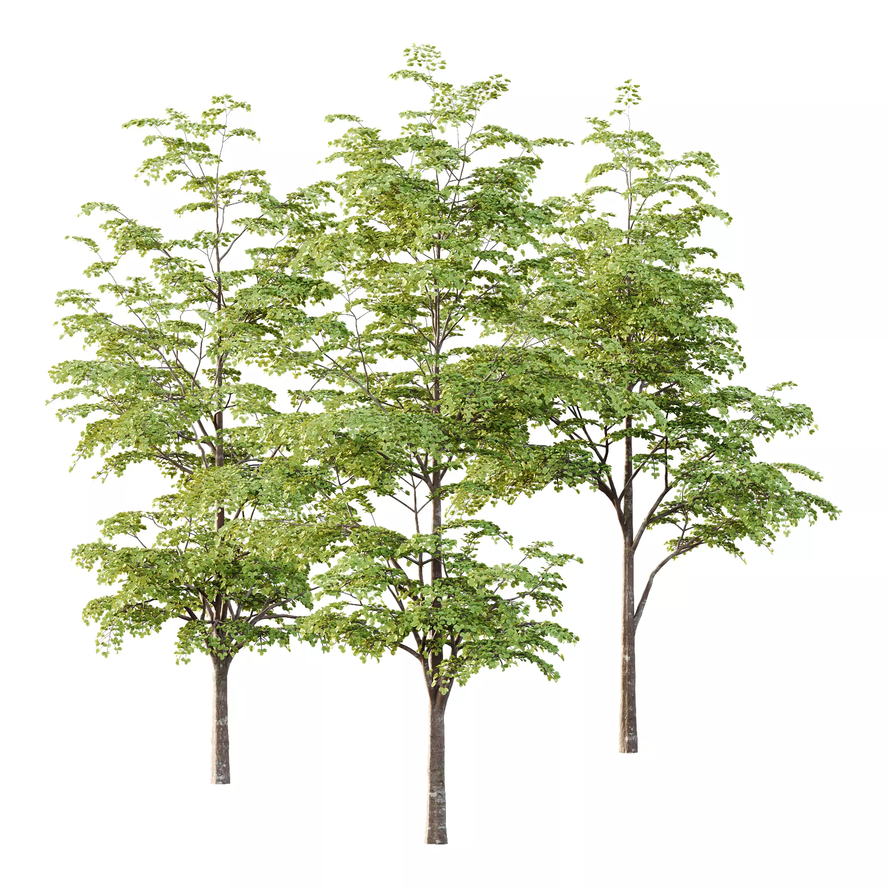 fagus sylvatica tree 13 3D model_0