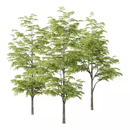 fagus sylvatica tree 13 3D model fagus sylvatica tree 13 3D model