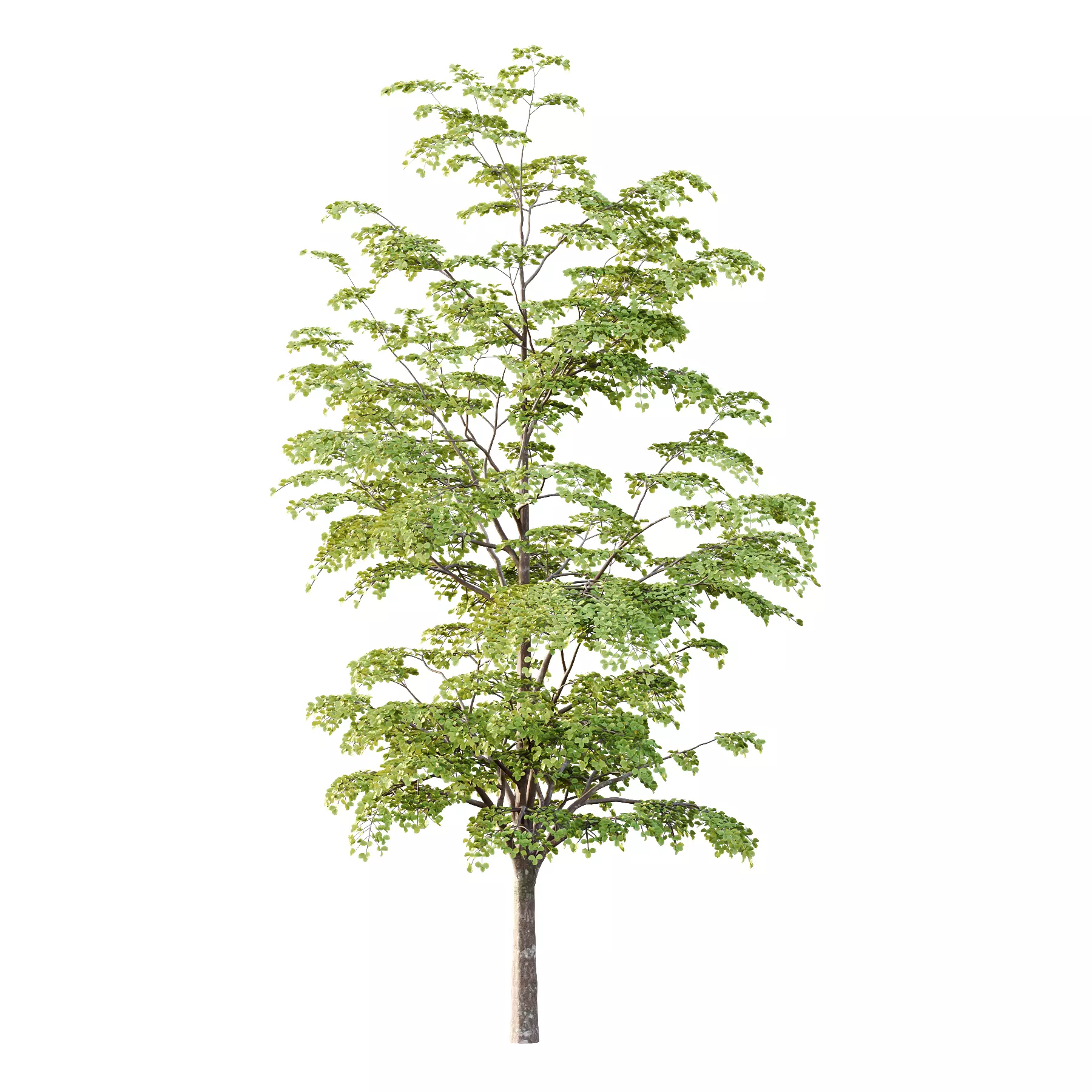 fagus sylvatica tree 13 3D model_2