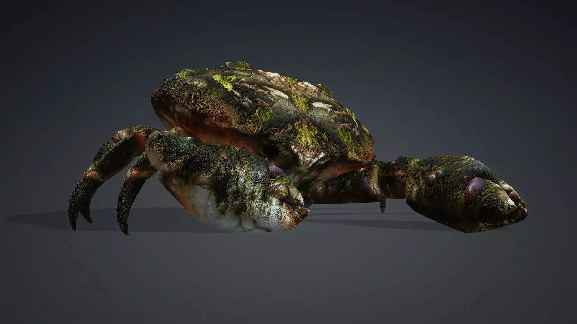 Crab Monster-V1a 3D model_12