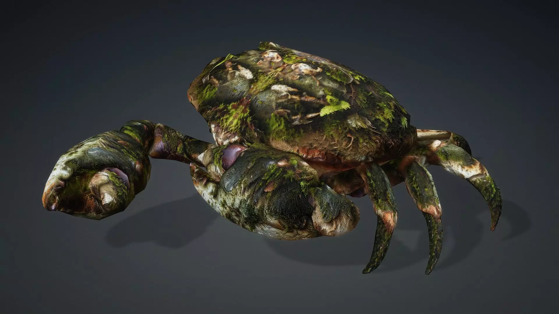 Crab Monster-V1a 3D model_11