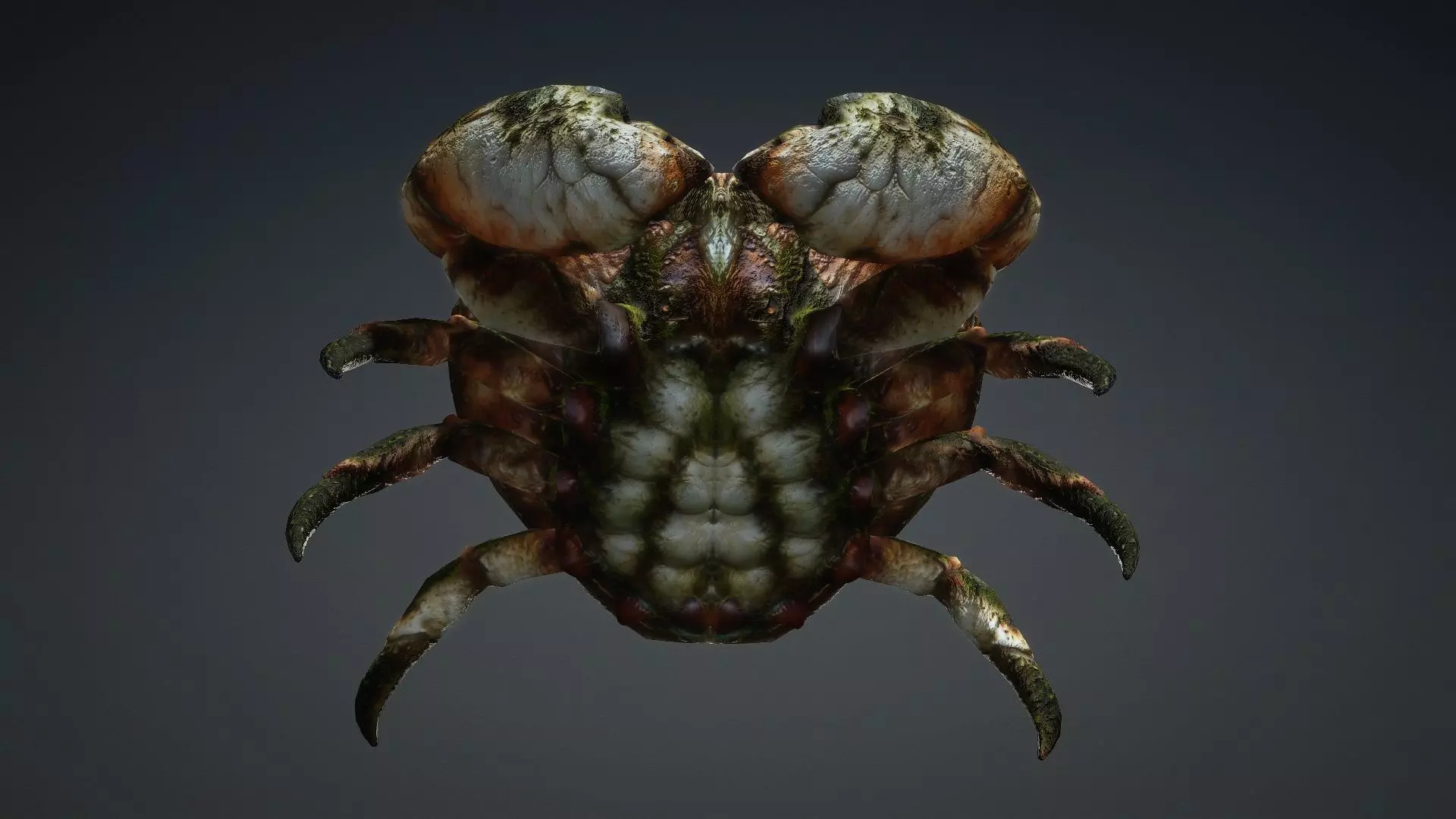 Crab Monster-V1a 3D model_9
