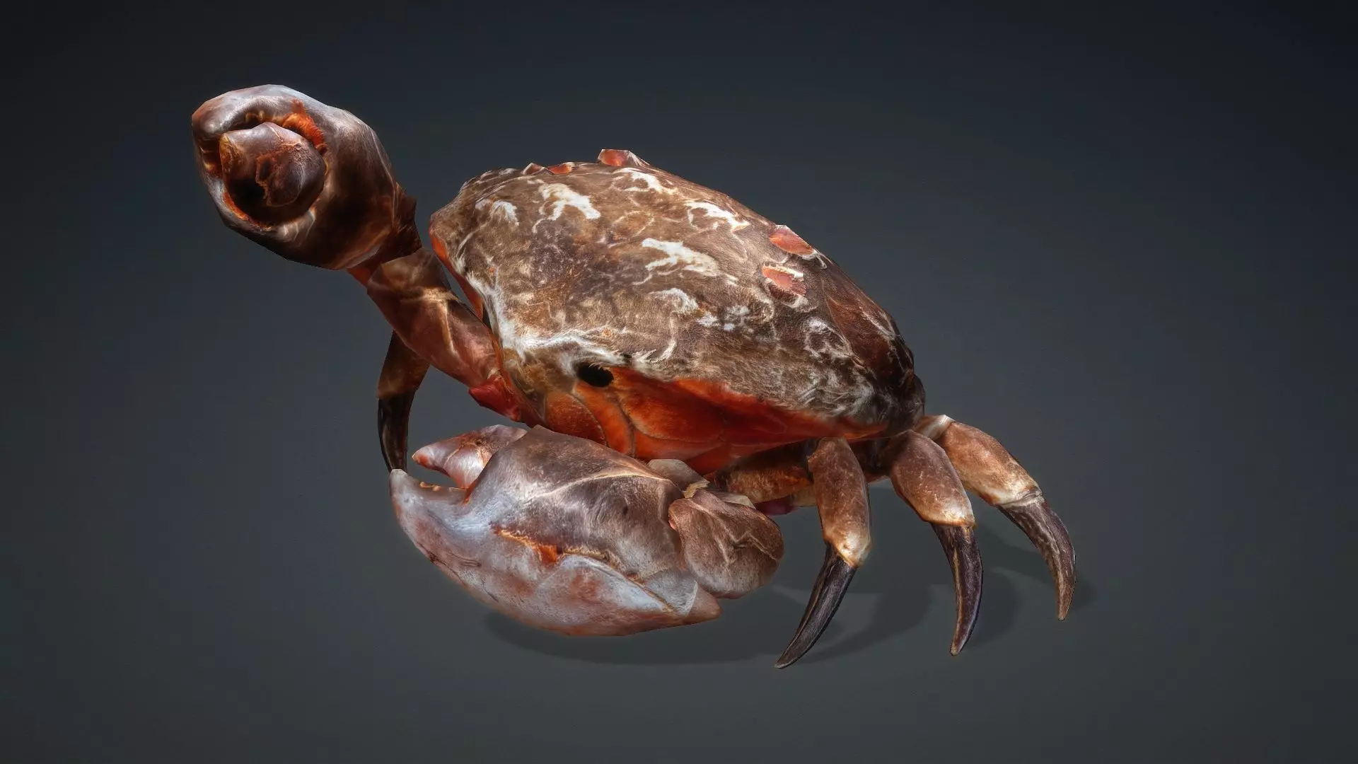 Crab Monster-V1b 3D model_11