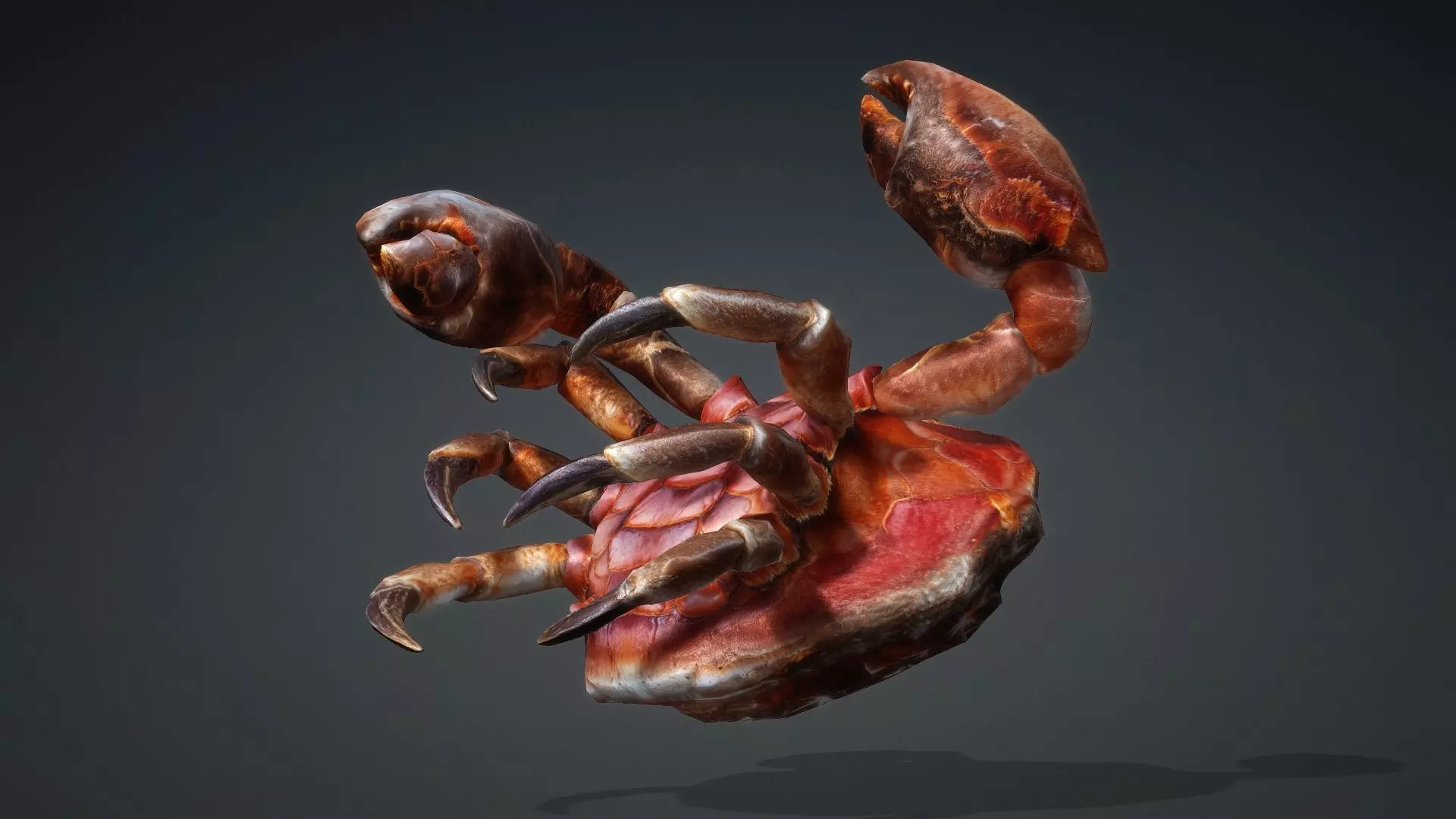 Crab Monster-V1b 3D model_5