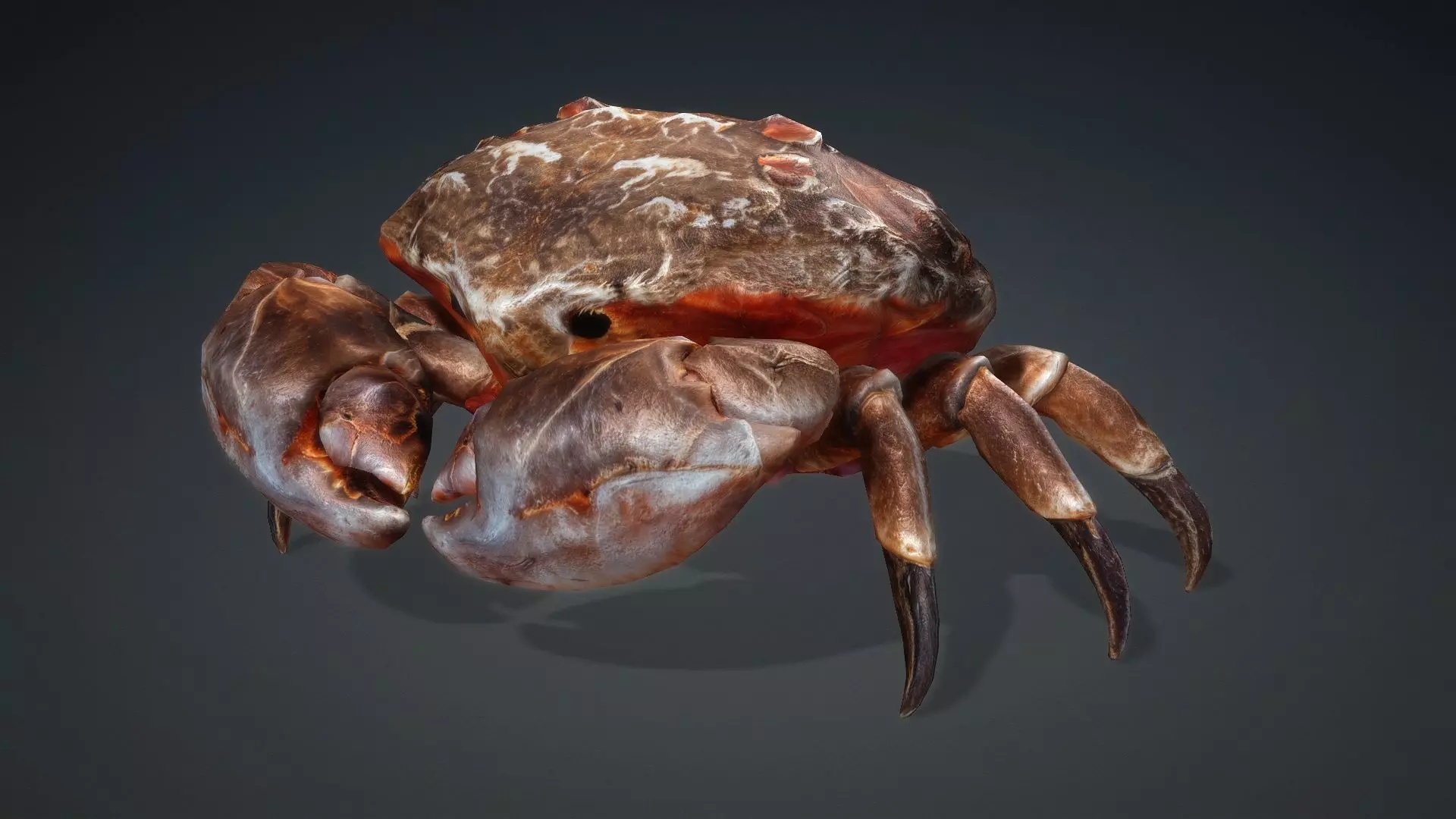 Crab Monster-V1b 3D model_3