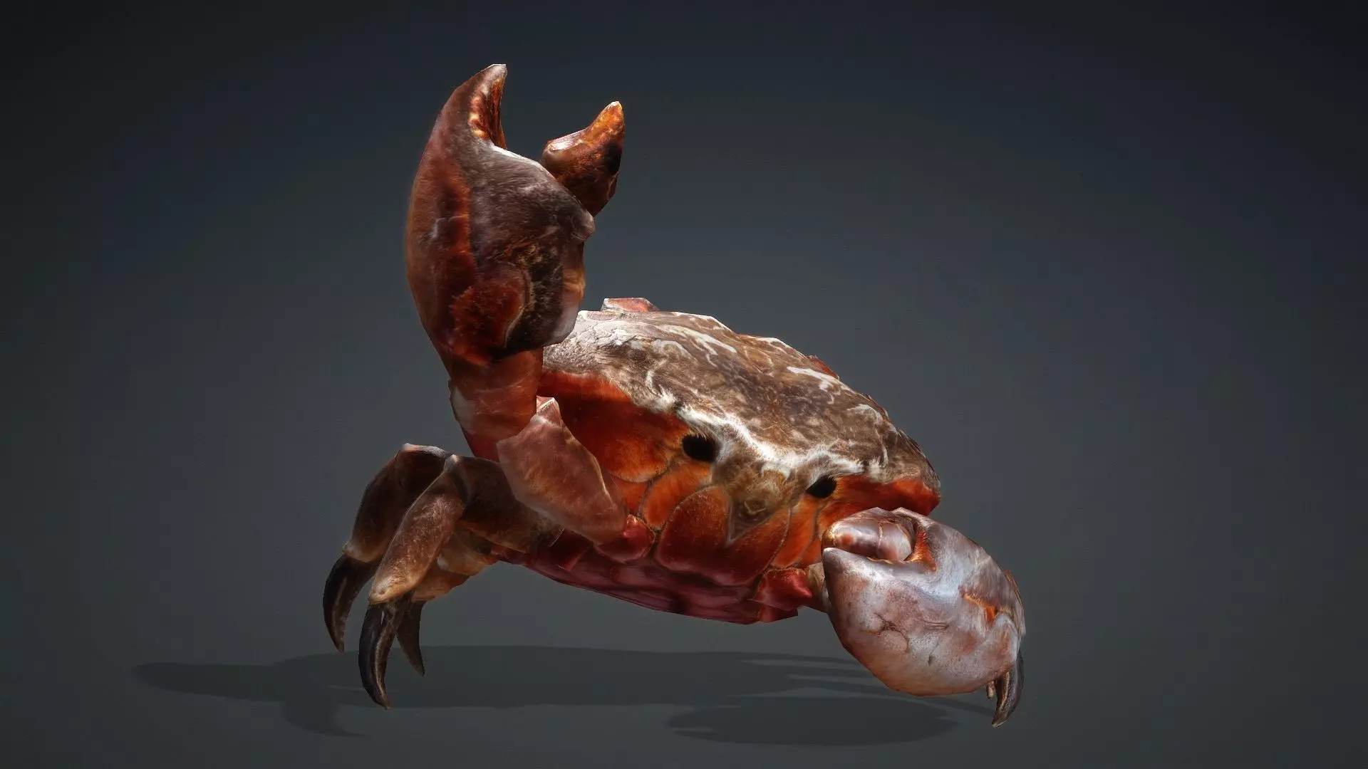 Crab Monster-V1b 3D model_12