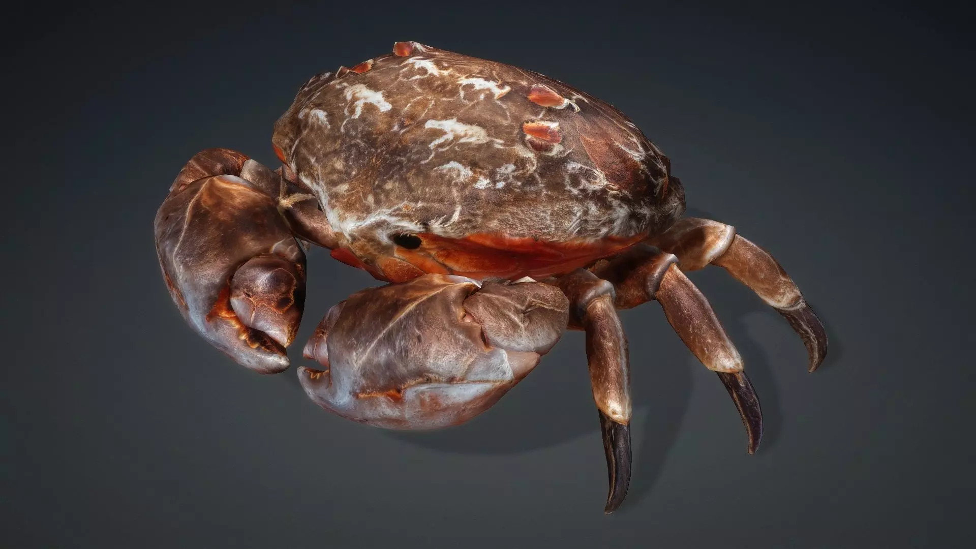 Crab Monster-V1b 3D model_9