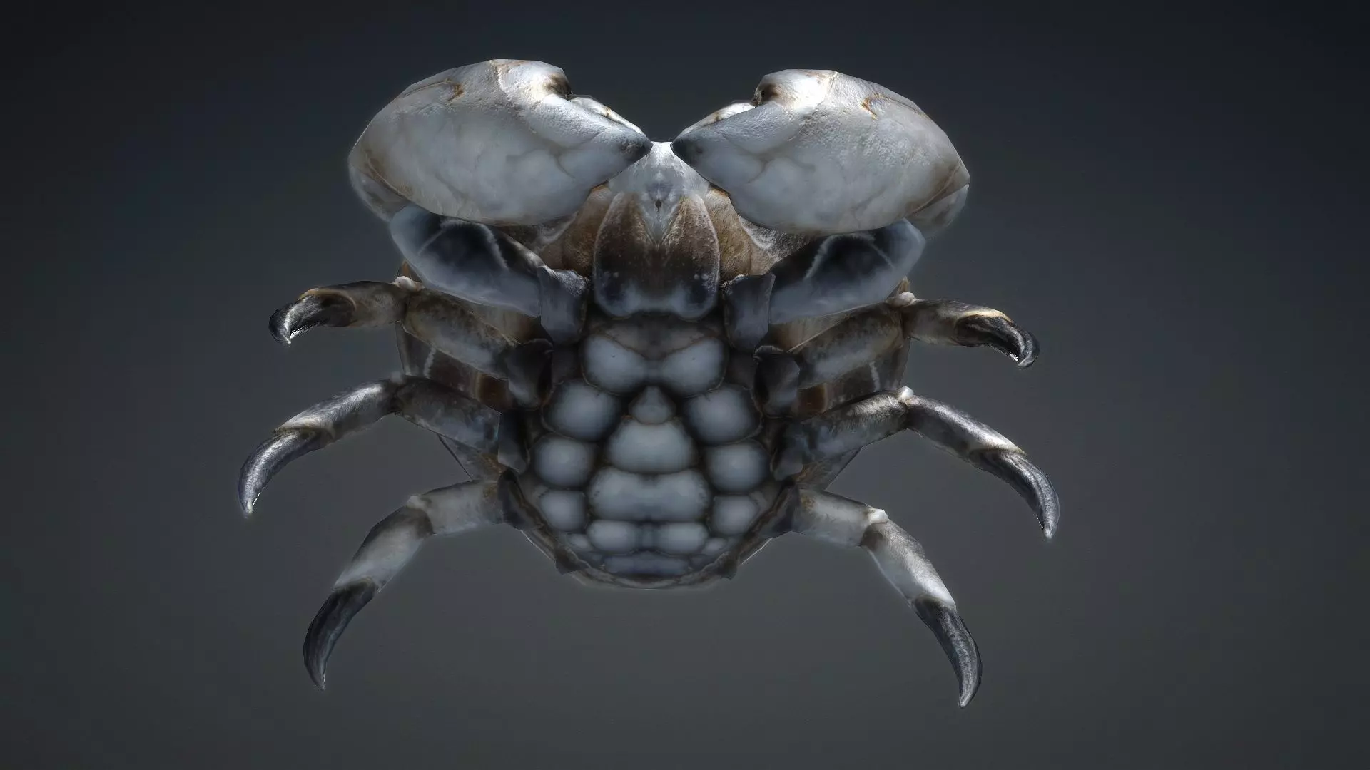 Crab Monster-V1c 3D model_11