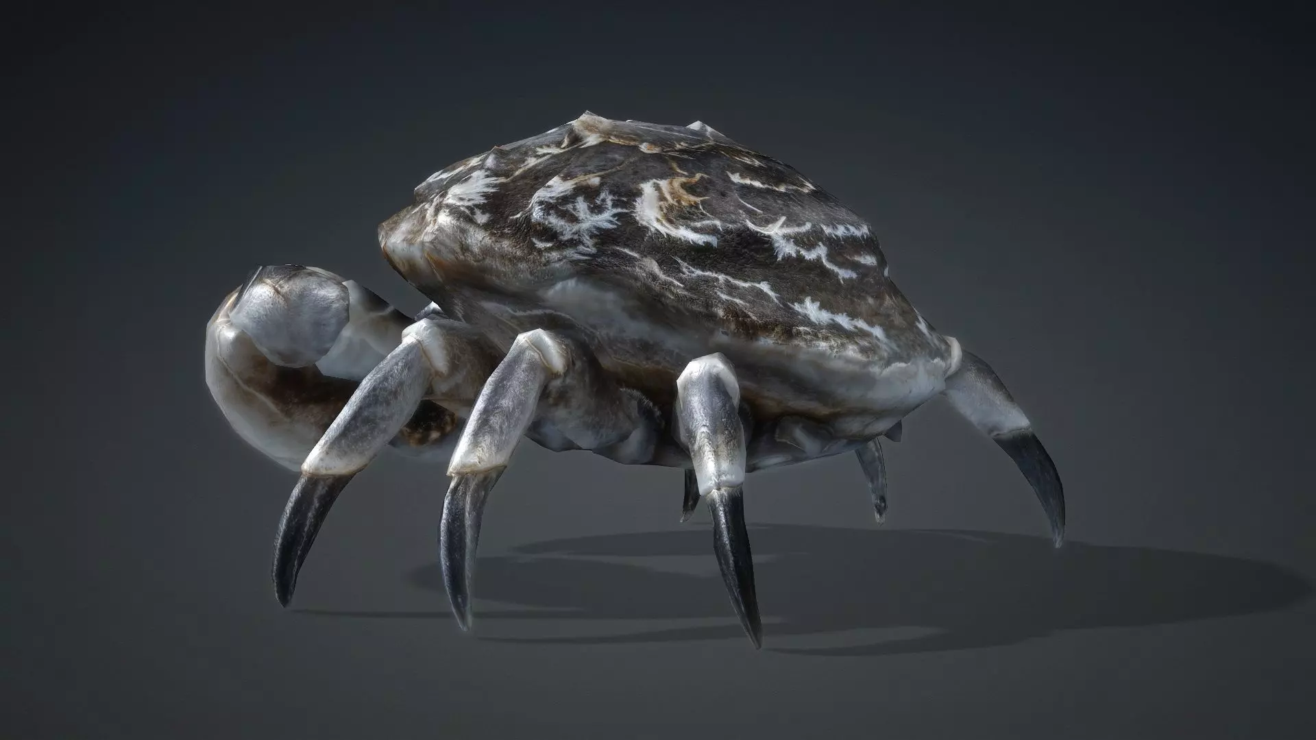 Crab Monster-V1c 3D model_9