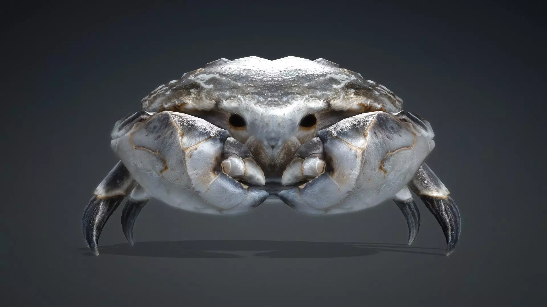 Crab Monster-V1c 3D model_7