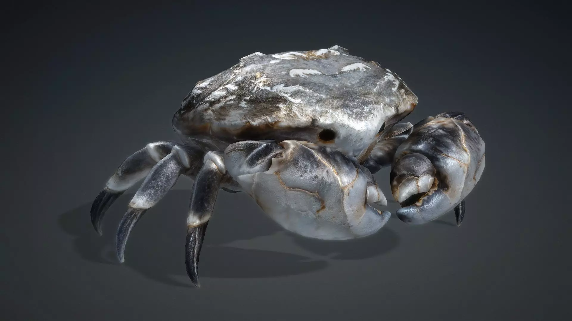 Crab Monster-V1c 3D model_8
