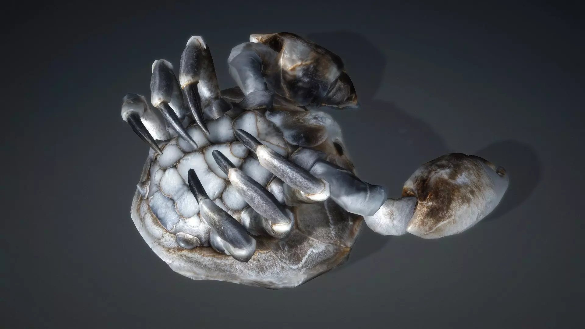 Crab Monster-V1c 3D model_6