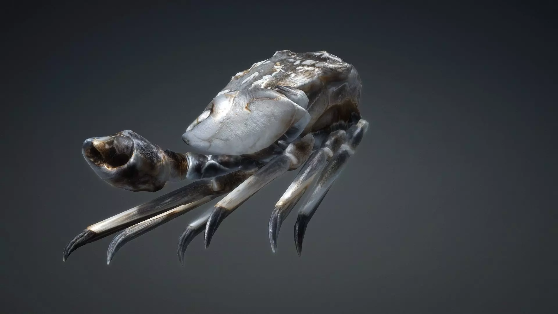 Crab Monster-V1c 3D model_14
