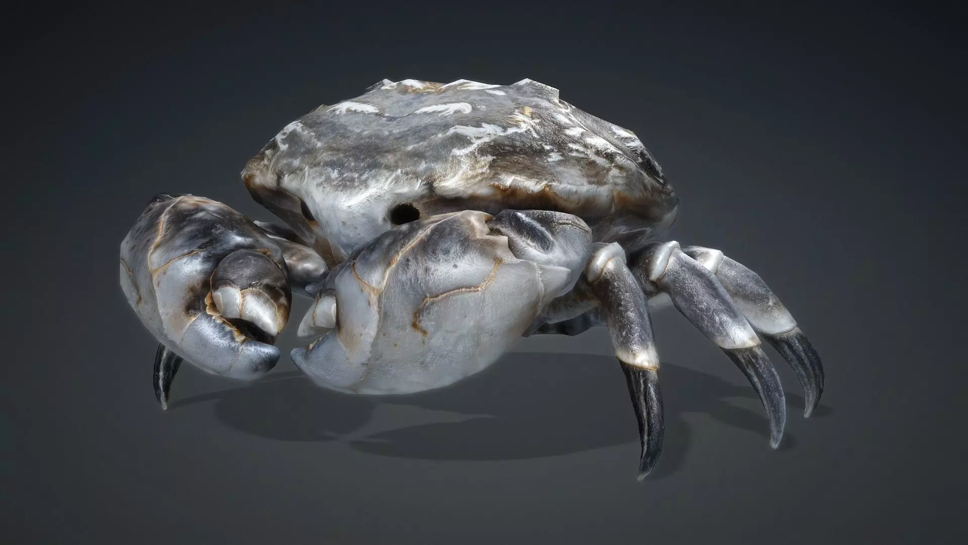 Crab Monster-V1c 3D model_3